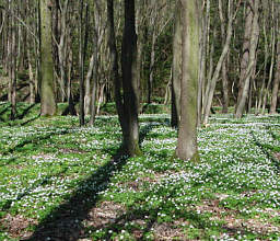 Lauftreff Neuendettelsau